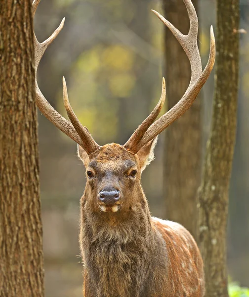 Gevlekte dee — Stockfoto