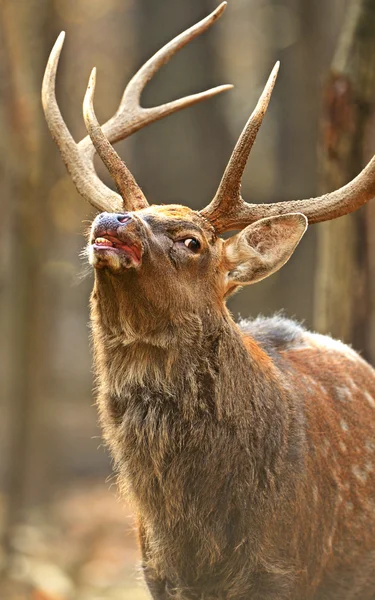 Gevlekte dee — Stockfoto