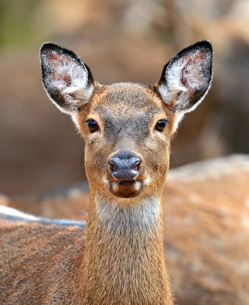 Gevlekte dee — Stockfoto