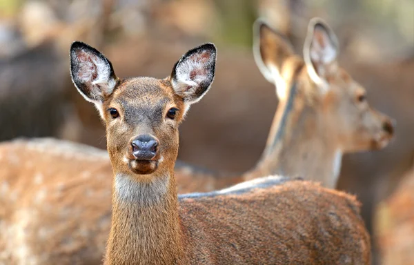 Gevlekte dee — Stockfoto