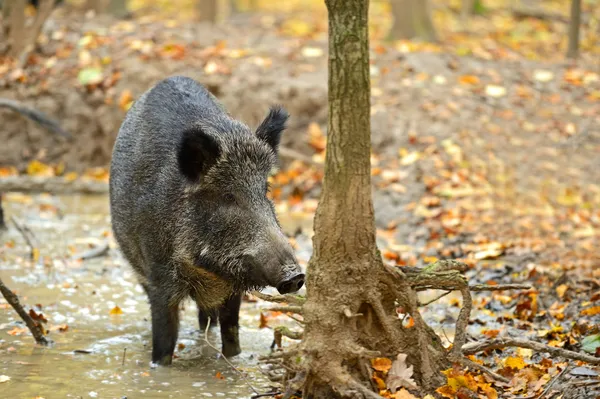 Wild varken — Stockfoto