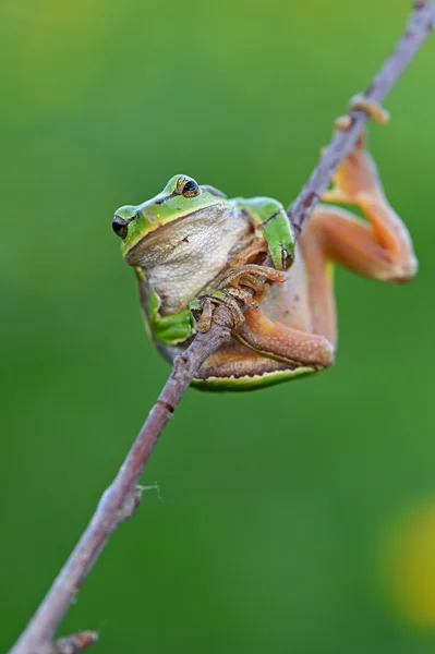 Portrait of Frog — Stock Photo, Image