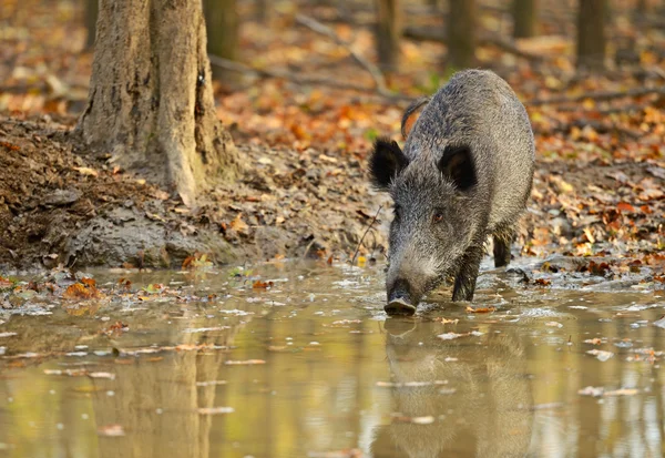 Wild varken — Stockfoto