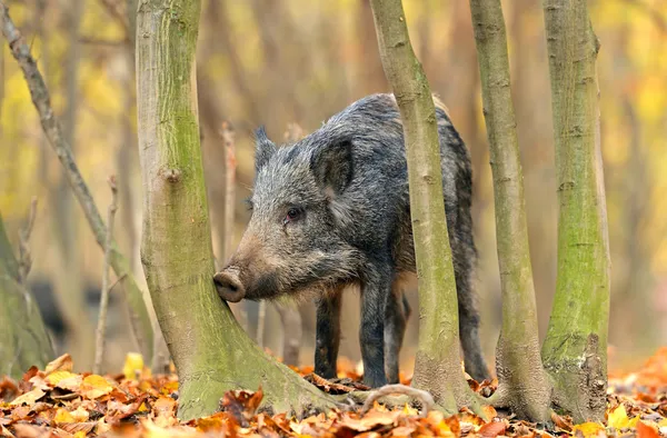 Wildschweine — Stockfoto