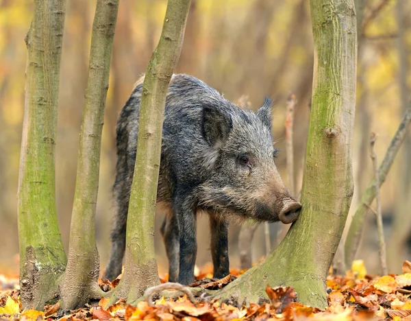 Wild pig — Stockfoto