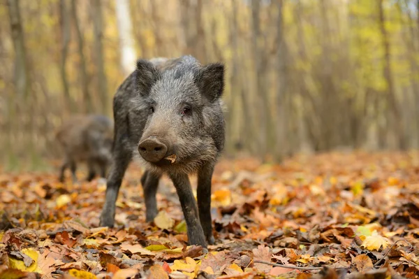 Wild pig — Stock Photo, Image