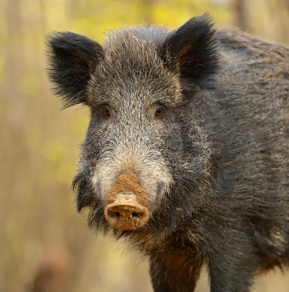 Wild pig — Stockfoto