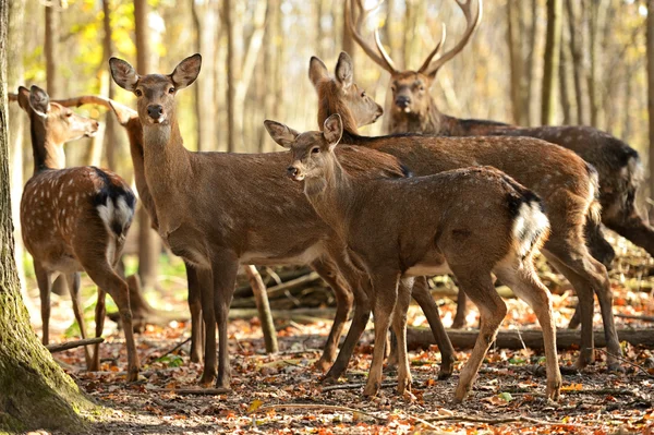 Gefleckte Eidechse — Stockfoto