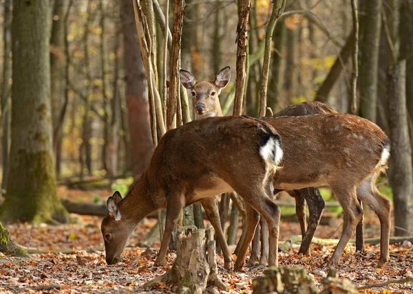 Gevlekte dee — Stockfoto