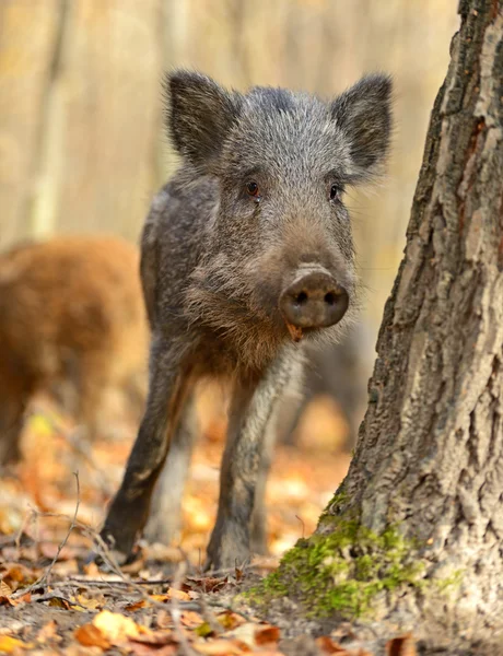 Wild pig — Stockfoto