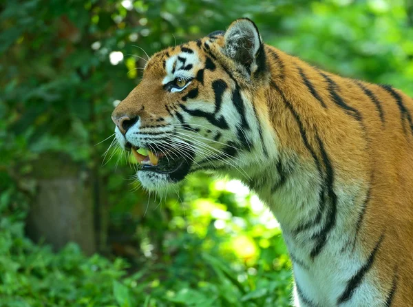 Tigres. — Foto de Stock