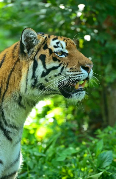 Tigres. — Foto de Stock