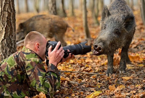 Wild pig