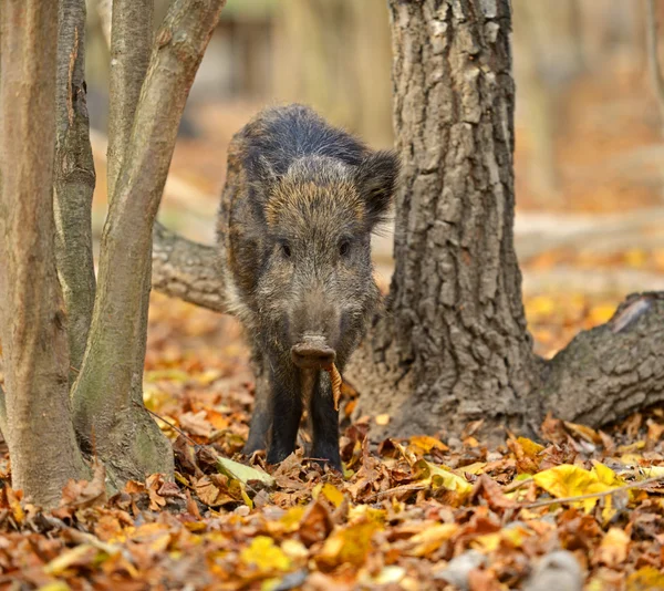 Porco selvagem — Fotografia de Stock