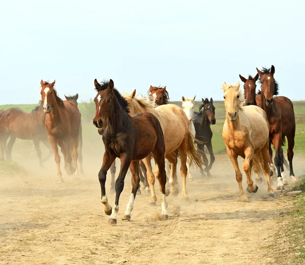 馬を走らせ — ストック写真
