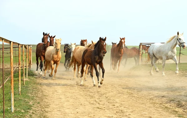 Caballos de carreras —  Fotos de Stock