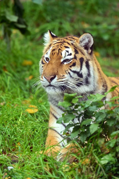 Tigres — Fotografia de Stock