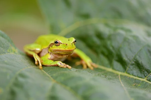 Kikker op een tak — Stockfoto