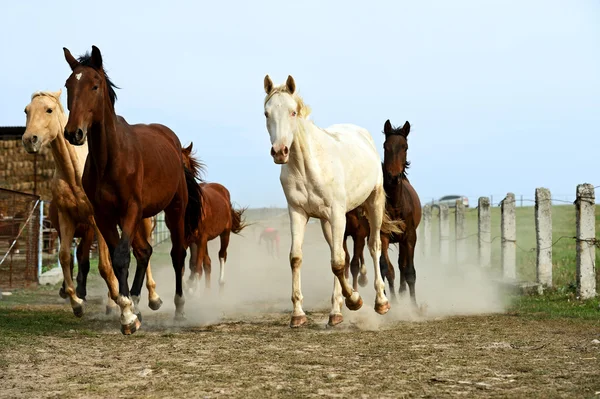 Caballos de carreras —  Fotos de Stock