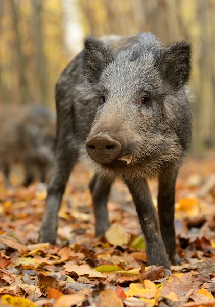 Wild pig Stock Photo