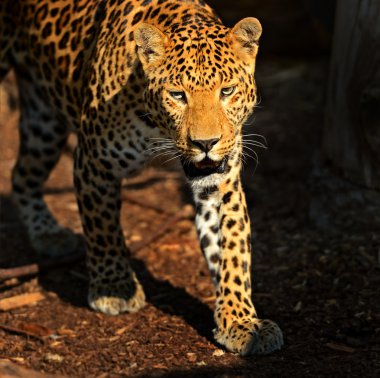 leopar