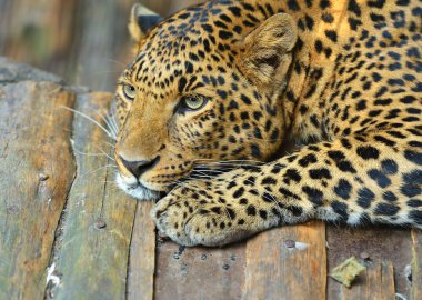 leopar
