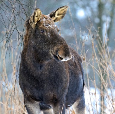 portre elk