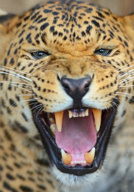 leopar