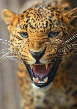 leopar