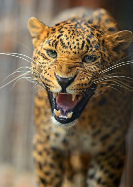 leopar