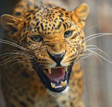leopar