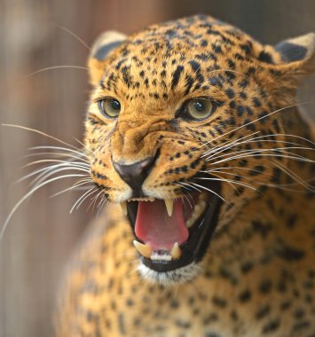 leopar