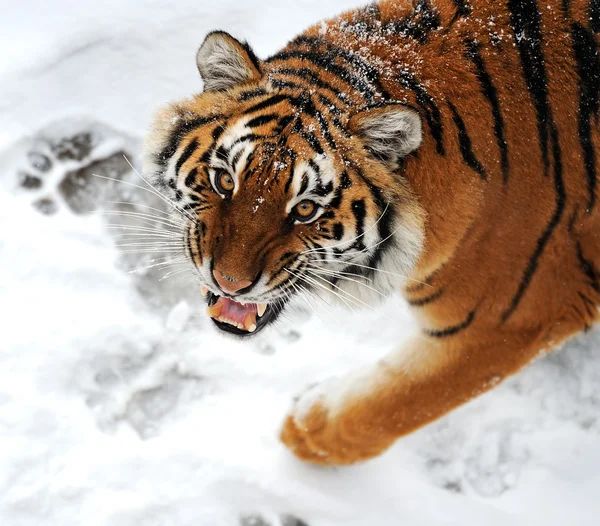 Tijger winter — Stockfoto