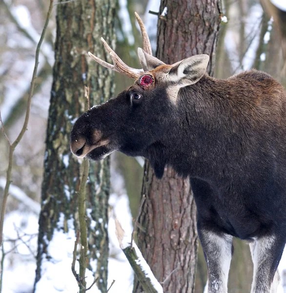 Portrait wapiti — Photo