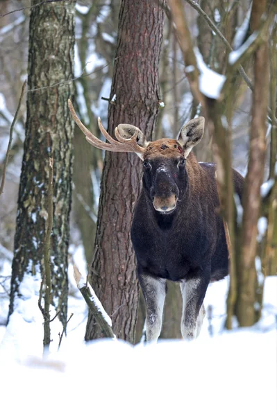Portre elk — Stok fotoğraf