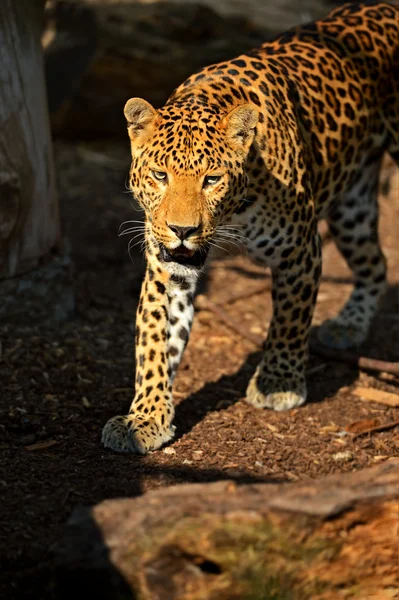 Leopardo — Foto de Stock