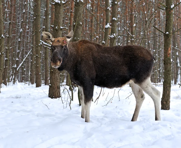 Portrait wapiti — Photo