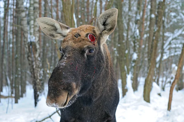 Portrait Elk — Stock Photo, Image