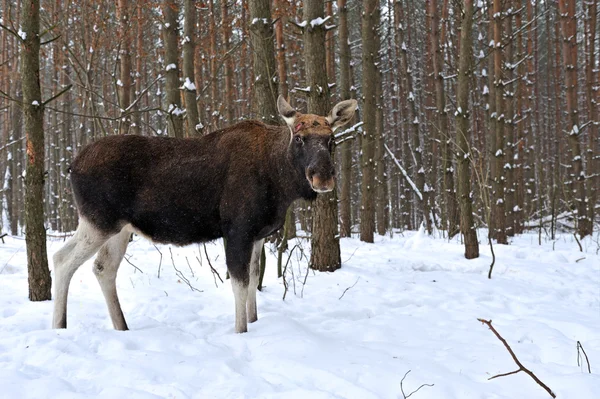 Portré Elk — Stock Fotó
