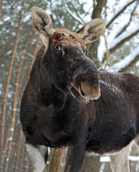 Portrait Elk — Stock Photo, Image