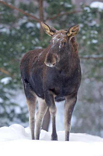 Portrait Elk — Stock Photo, Image