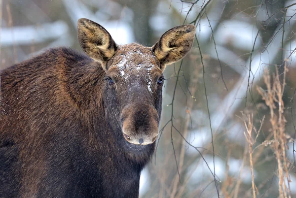 Portrait wapiti — Photo