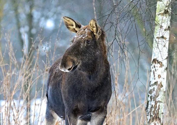 Portrét elk — Stock fotografie