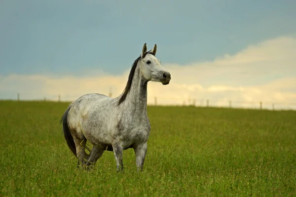 Running Horses — Stock Photo, Image