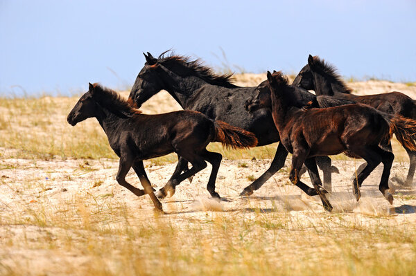 Running Horses