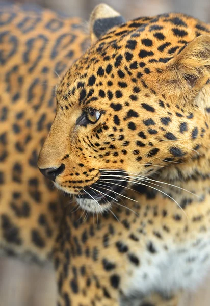 Leopard — Stock Photo, Image