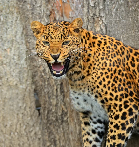 Leopard — Stockfoto