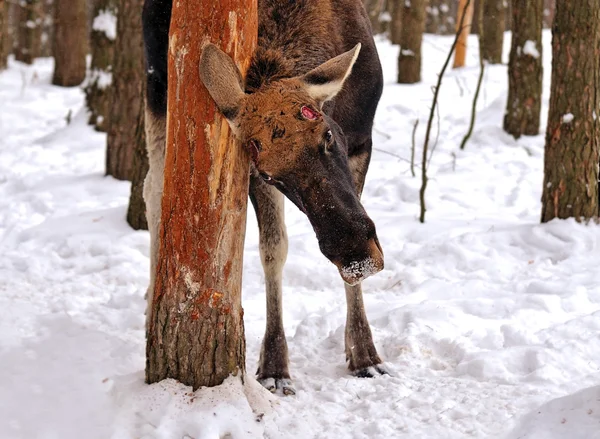 Portrait wapiti — Photo