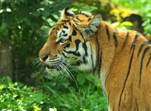 Tigers — Stock Photo, Image