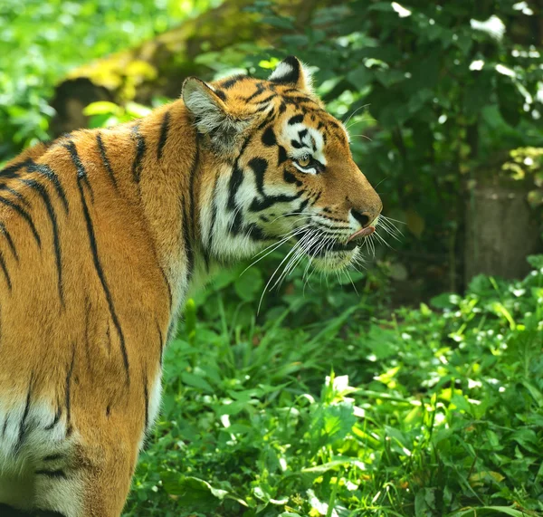 Tigres. — Foto de Stock